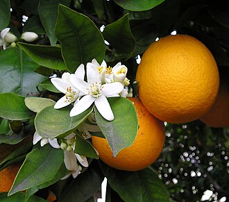Citricos