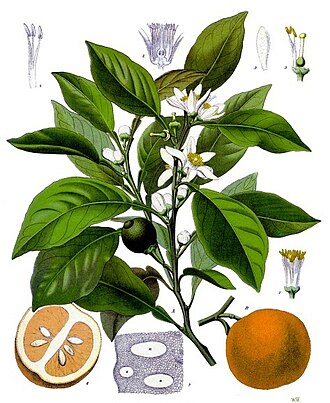 Flor de Laranjeira