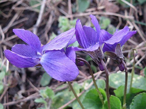 Folha de Violeta