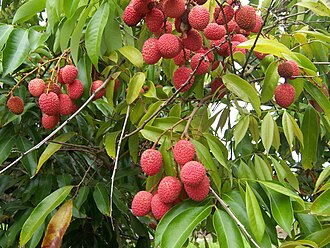 Lichia