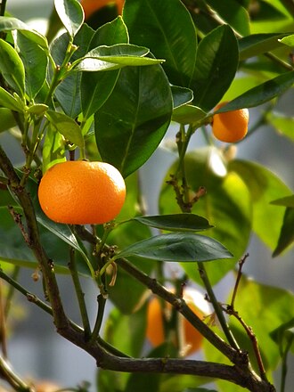 Mandarina