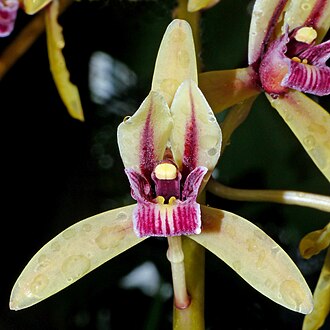 Orquídea