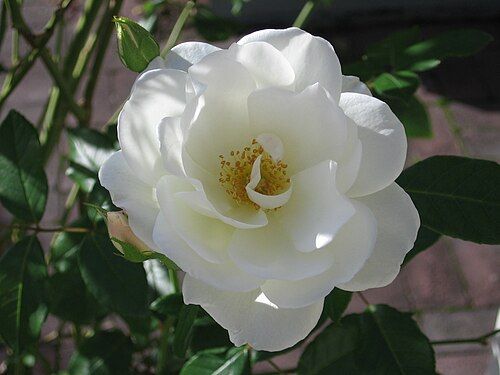 Rosa Branca