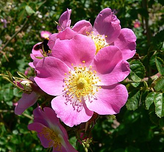Rosa