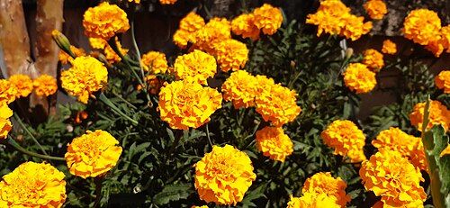 Tagetes