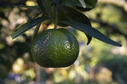 Tangerina Verde