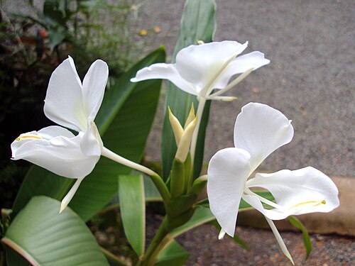 Tuberosa