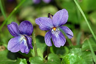 Violeta